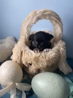 Feather , a male Chihuahua for sale in Andersonville, TN – Photo 1 of 9