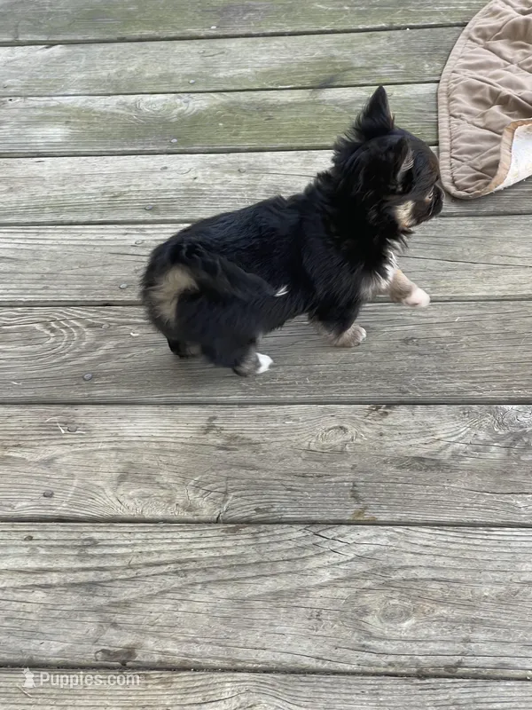 Feather , a male Chihuahua for sale in Andersonville, TN – Photo 1 of 10