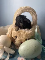 Feather , a male Chihuahua for sale in Andersonville, TN – Photo 3 of 9