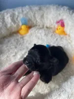 Feather , a male Chihuahua for sale in Andersonville, TN – Photo 2 of 7