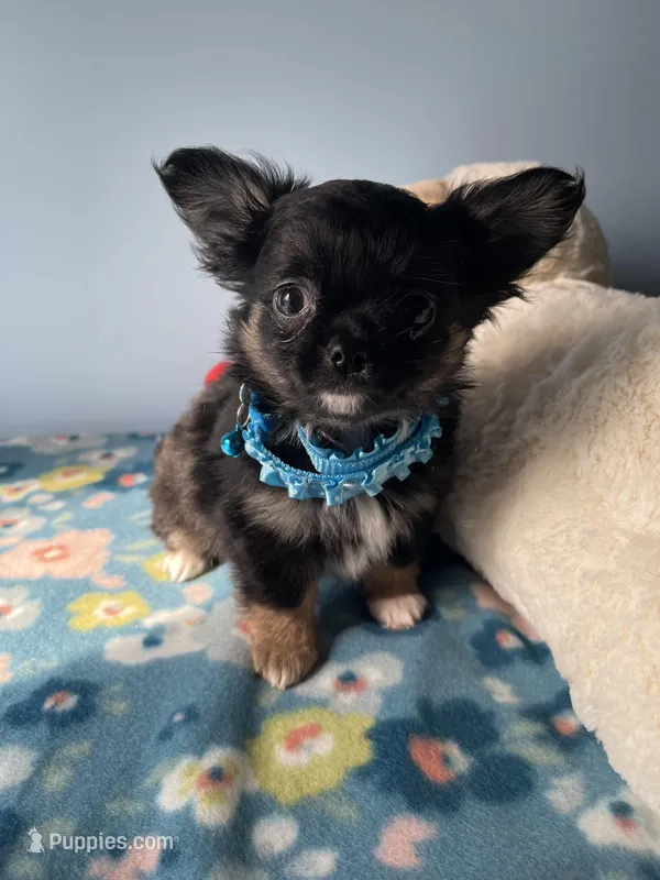 Feather  – Chihuahua puppy for sale in Andersonville, TN