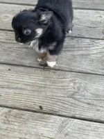 Feather , a male Chihuahua for sale in Andersonville, TN – Photo 2 of 10