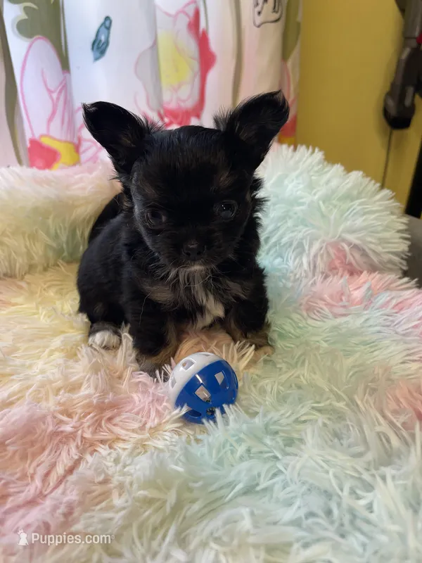 Feather  – Chihuahua puppy for sale in Andersonville, TN