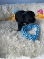 Feather , a male Chihuahua for sale in Andersonville, TN – Photo 5 of 7