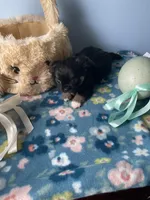 Feather , a male Chihuahua for sale in Andersonville, TN – Photo 5 of 9