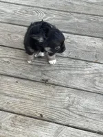 Feather , a male Chihuahua for sale in Andersonville, TN – Photo 4 of 10