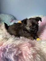 Tinker, a male Chorkie for sale in Andersonville, TN – Photo 3 of 8