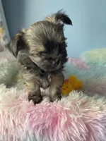 Tinker, a male Chorkie for sale in Andersonville, TN – Photo 1 of 8