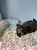 Tinker, a male Chorkie for sale in Andersonville, TN – Photo 7 of 8