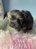 Tinker, a male Chorkie for sale in Andersonville, TN – Photo 8 of 8