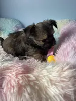 Tinker, a male Chorkie for sale in Andersonville, TN – Photo 4 of 8