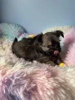 Tinker, a male Chorkie for sale in Andersonville, TN – Photo 2 of 8