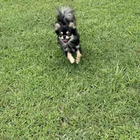 Flash , a male Chihuahua for sale in Andersonville, TN – Photo 6 of 7