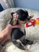 Flash , a male Chihuahua for sale in Andersonville, TN – Photo 2 of 10