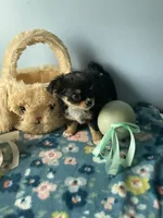 Flash , a male Chihuahua for sale in Andersonville, TN – Photo 5 of 7