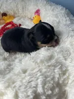 Flash , a male Chihuahua for sale in Andersonville, TN – Photo 6 of 10