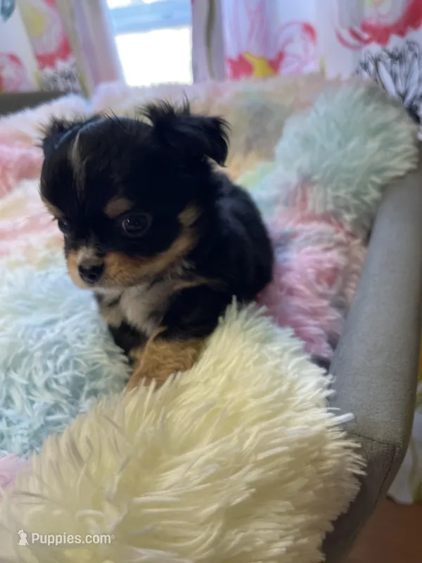 Flash  – Chihuahua puppy for sale in Andersonville, TN