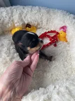 Flash , a male Chihuahua for sale in Andersonville, TN – Photo 8 of 10