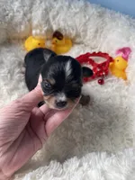 Flash , a male Chihuahua for sale in Andersonville, TN – Photo 4 of 10