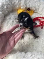 Flash , a male Chihuahua for sale in Andersonville, TN – Photo 5 of 10