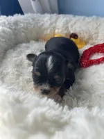 Flash , a male Chihuahua for sale in Andersonville, TN – Photo 3 of 10