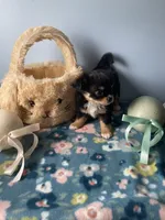 Flash , a male Chihuahua for sale in Andersonville, TN – Photo 3 of 7