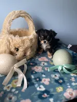 Flash , a male Chihuahua for sale in Andersonville, TN – Photo 4 of 7