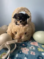 Flash , a male Chihuahua for sale in Andersonville, TN – Photo 2 of 7