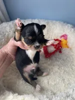 Flash , a male Chihuahua for sale in Andersonville, TN – Photo 1 of 10