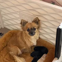 Flash , a male Chihuahua for sale in Andersonville, TN – Photo 7 of 7