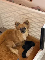 Flash , a male Chihuahua for sale in Andersonville, TN – Photo 9 of 10