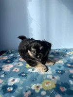 Luigi, a male Chihuahua for sale in Andersonville, TN – Photo 7 of 8
