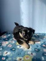 Luigi, a male Chihuahua for sale in Andersonville, TN – Photo 5 of 8