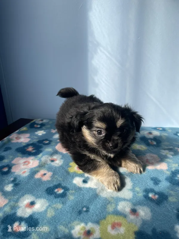 Luigi – Chihuahua puppy for sale in Andersonville, TN