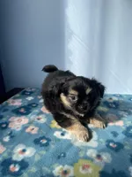 Luigi, a male Chihuahua for sale in Andersonville, TN – Photo 1 of 8