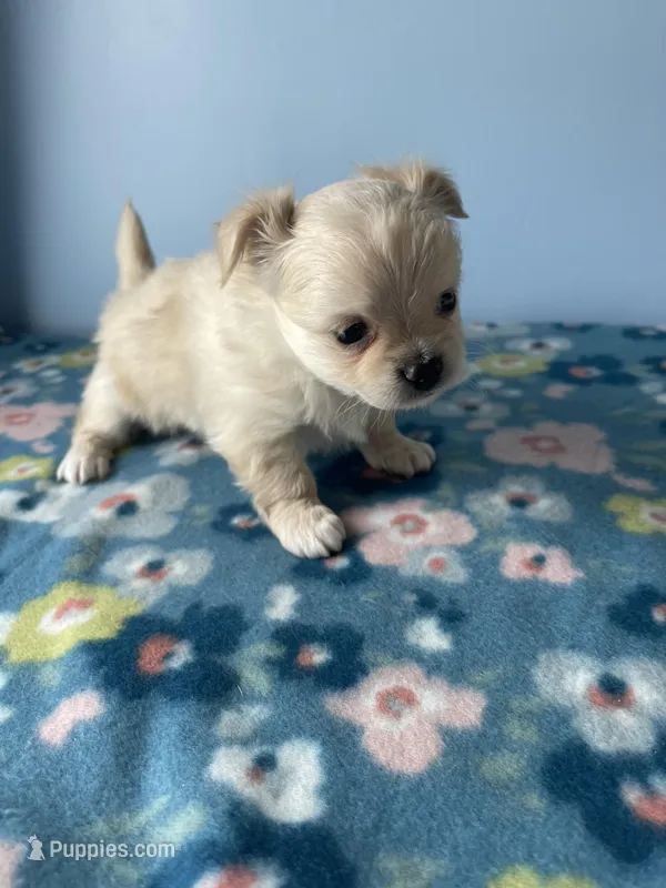 Kirby  – Chihuahua puppy for sale in Andersonville, TN