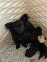 Kirby , a male Chihuahua for sale in Andersonville, TN – Photo 6 of 7