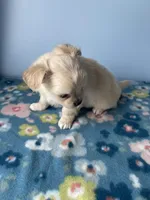 Kirby , a male Chihuahua for sale in Andersonville, TN – Photo 3 of 7