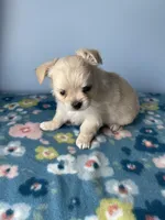 Kirby , a male Chihuahua for sale in Andersonville, TN – Photo 4 of 7