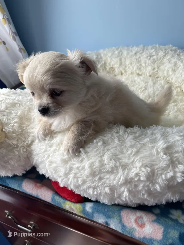 Kirby  – Chihuahua puppy for sale in Andersonville, TN