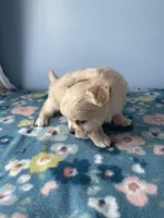 Kirby , a male Chihuahua for sale in Andersonville, TN – Photo 2 of 7