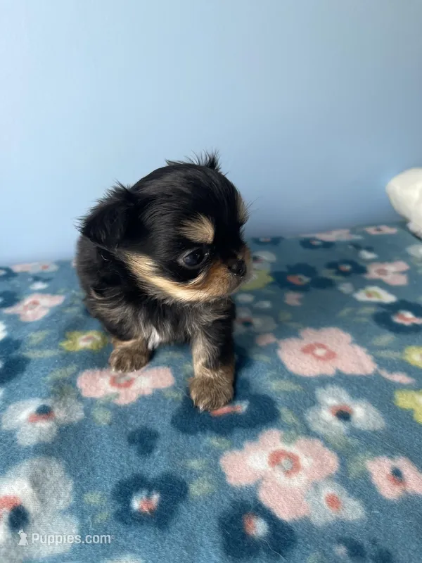 PAC-MAN  – Chihuahua puppy for sale in Andersonville, TN