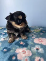 PAC-MAN , a male Chihuahua for sale in Andersonville, TN – Photo 4 of 8