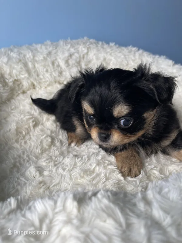 PAC-MAN  – Chihuahua puppy on hold in Andersonville, TN