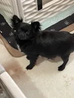 PAC-MAN , a male Chihuahua for sale in Andersonville, TN – Photo 7 of 8