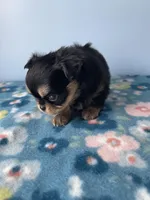 PAC-MAN , a male Chihuahua for sale in Andersonville, TN – Photo 5 of 8