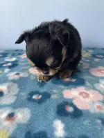 PAC-MAN , a male Chihuahua for sale in Andersonville, TN – Photo 6 of 8