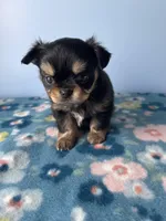 PAC-MAN , a male Chihuahua for sale in Andersonville, TN – Photo 2 of 8