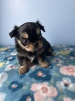 PAC-MAN , a male Chihuahua for sale in Andersonville, TN – Photo 3 of 8