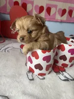 processed/a8d78205-2855-403f-86bb-0ed38af5af2b/listing/ca8a9839-3401-440e-8f5e-f35b2faeeb95/671c6e83-9289-4e54-a133-dbf415072892